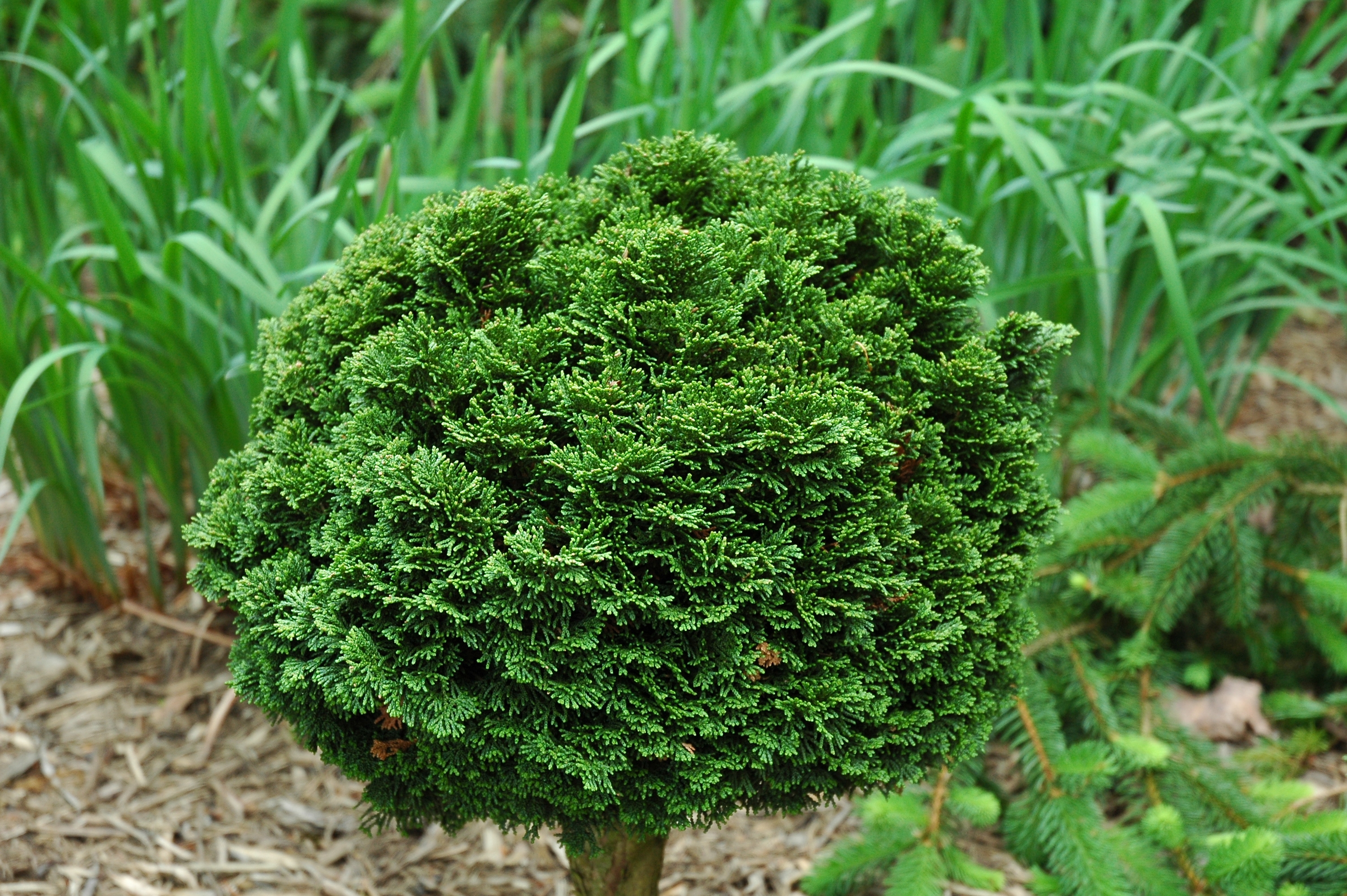 Chamaecyparis obtusa 
