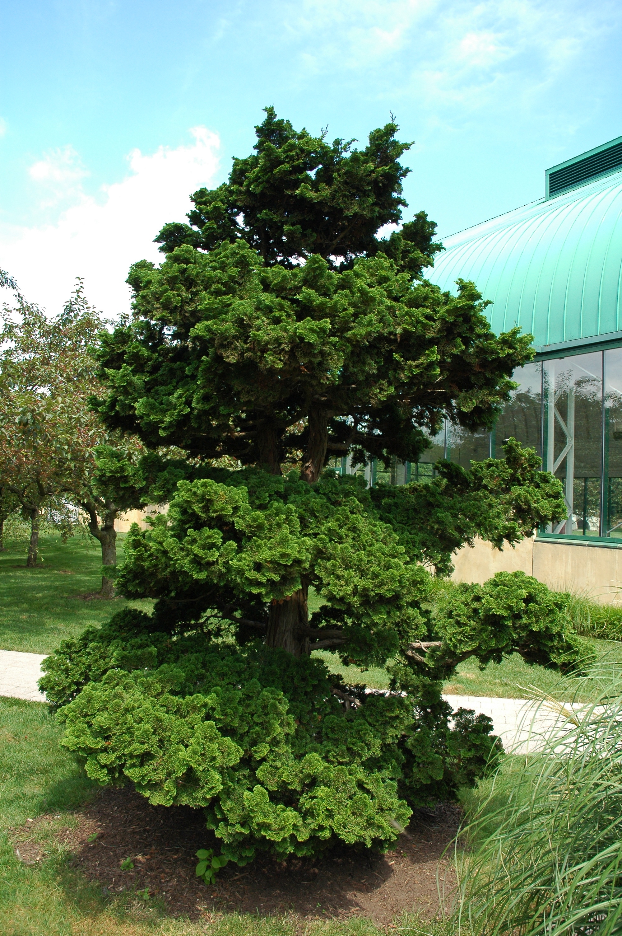 Chamaecyparis obtusa 