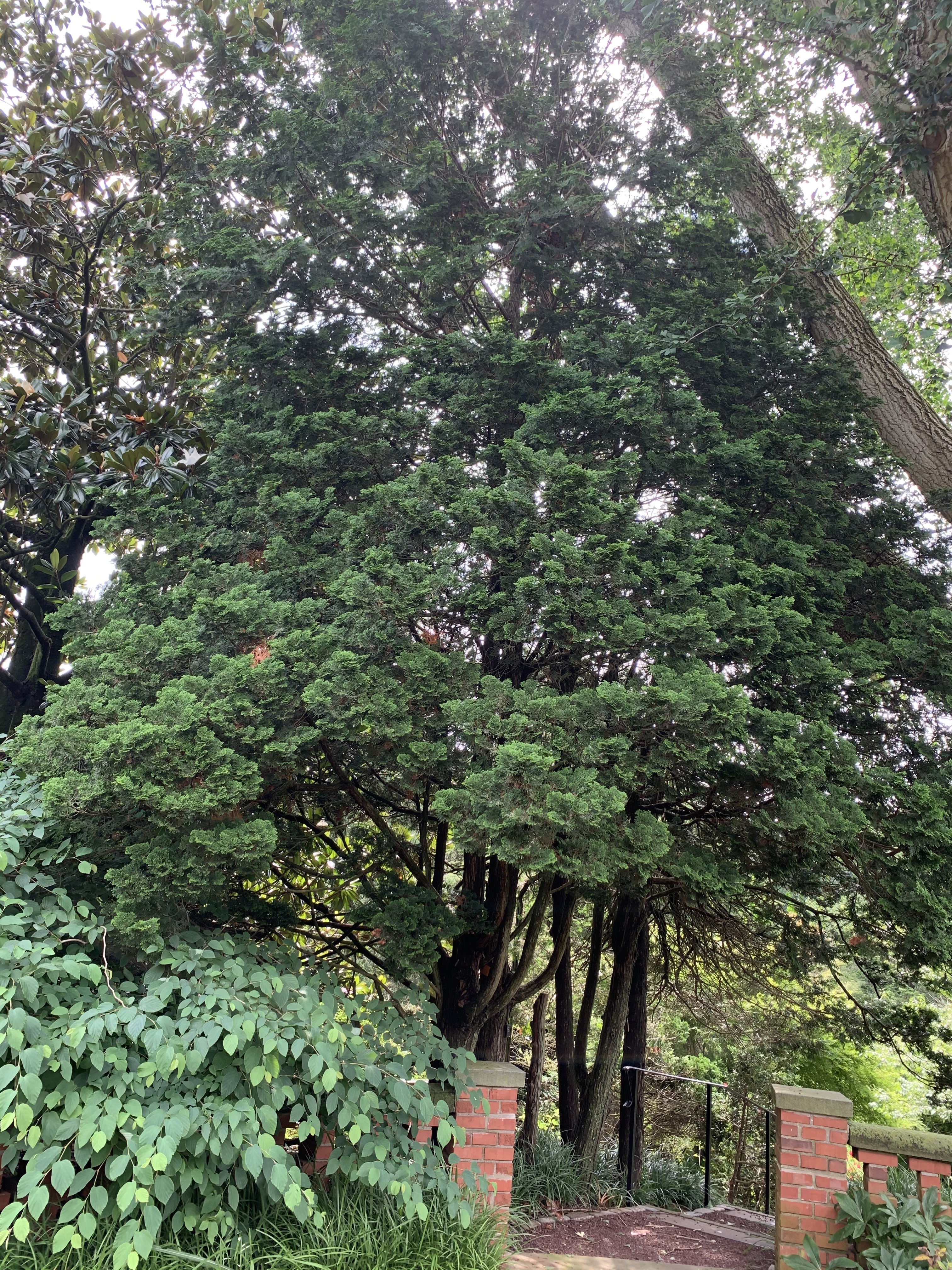 Chamaecyparis obtusa 