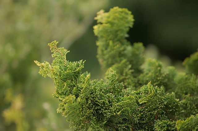 Chamaecyparis obtusa 