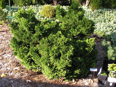 Chamaecyparis obtusa 