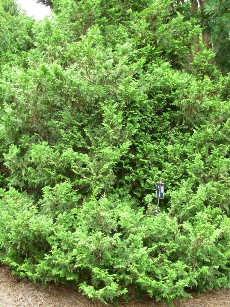 Chamaecyparis pisifera 
