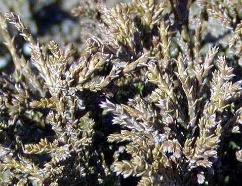 Chamaecyparis pisifera 