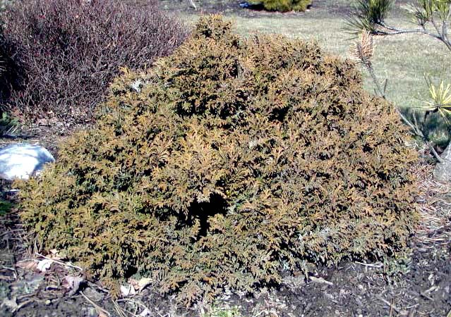 Chamaecyparis pisifera 