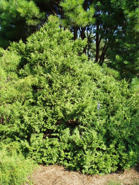 Chamaecyparis pisifera 