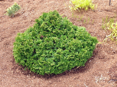 Chamaecyparis pisifera 
