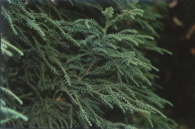 Cryptomeria japonica 