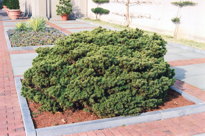 Picea abies 