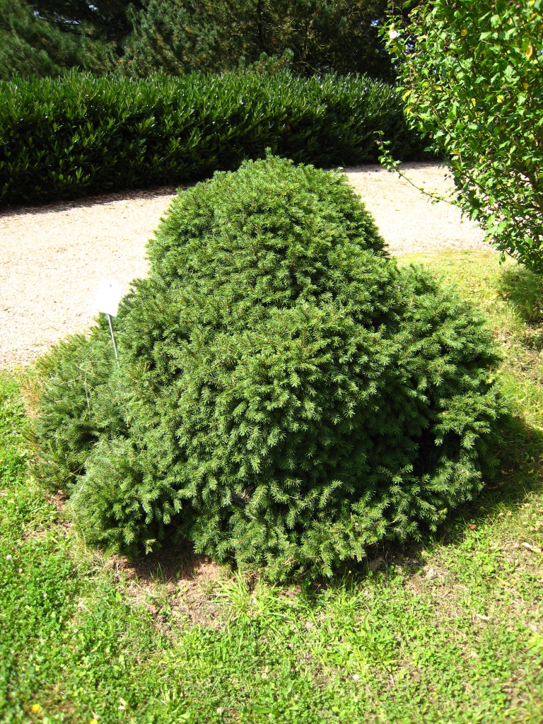 Picea abies 