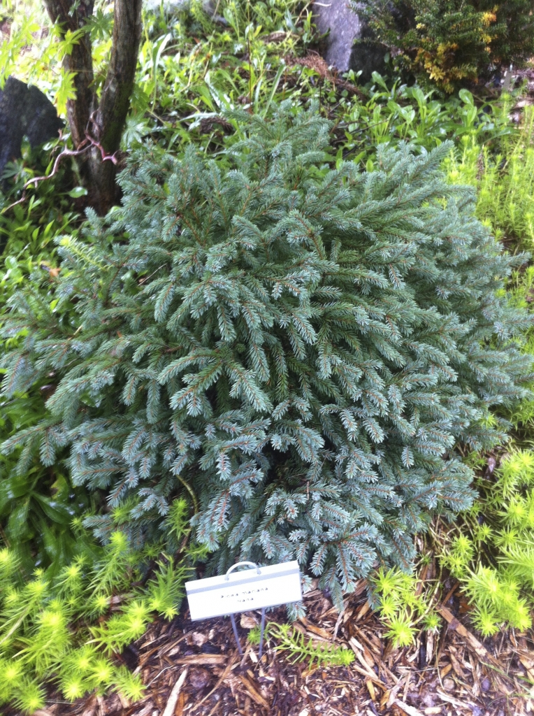 Picea mariana 