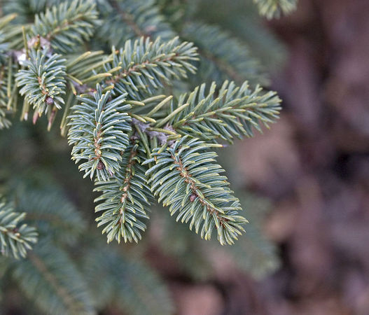 Picea mariana 