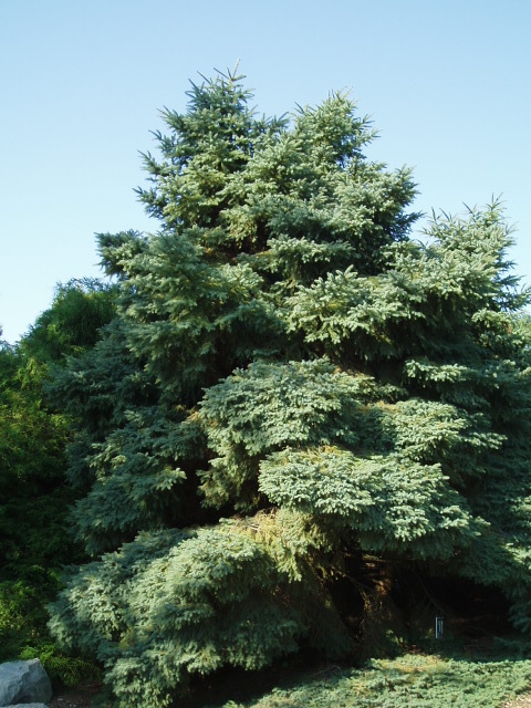 Picea mariana 