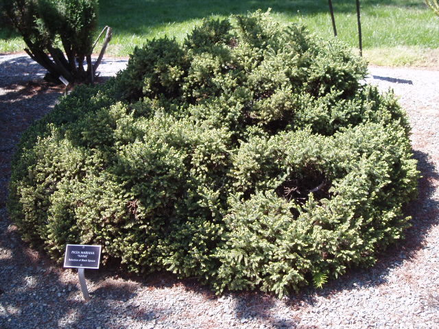 Picea mariana 