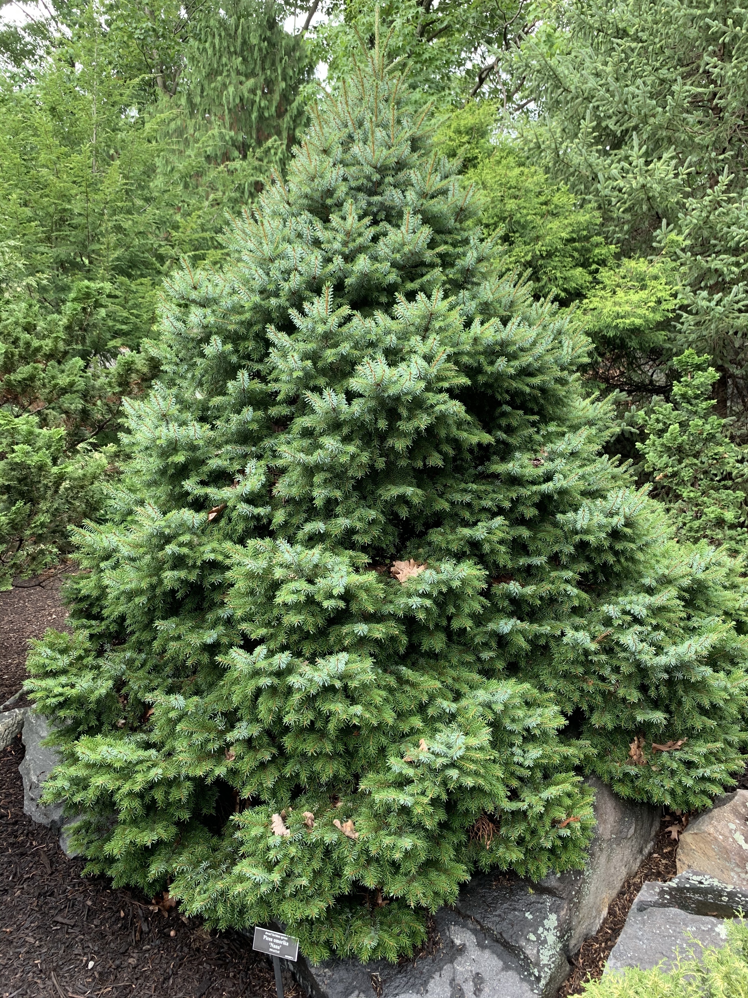 Picea omorika 