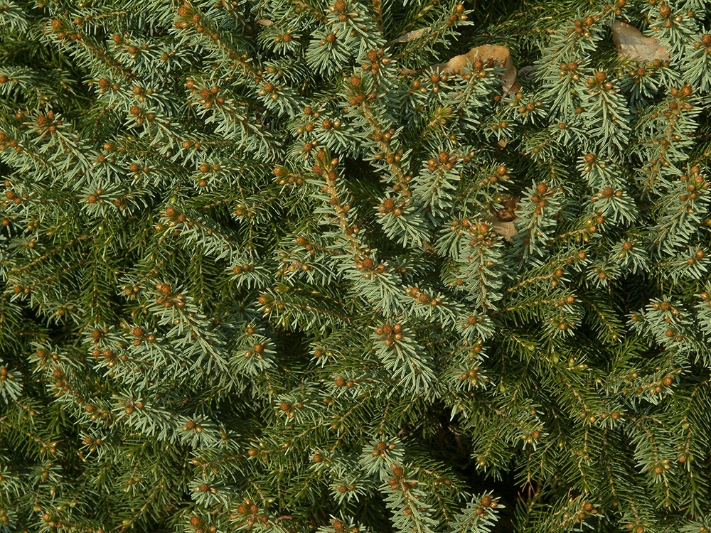 Picea omorika 