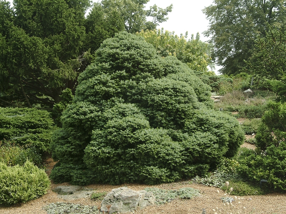 Picea omorika 