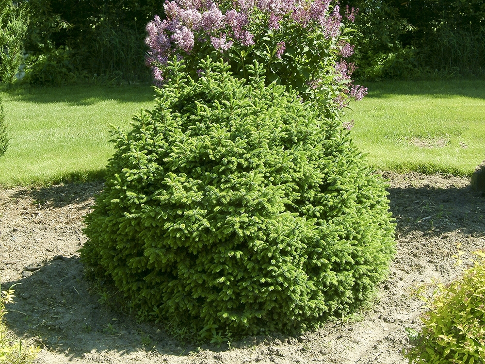 Picea omorika 