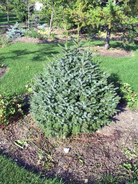 Picea omorika 