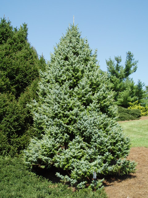 Picea omorika 