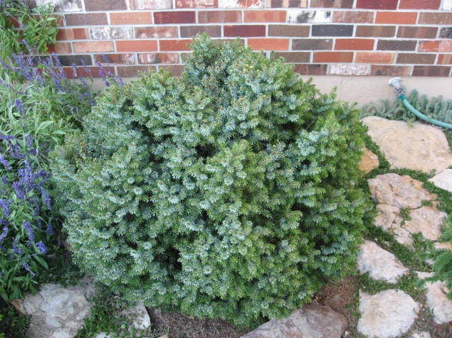 Picea omorika 