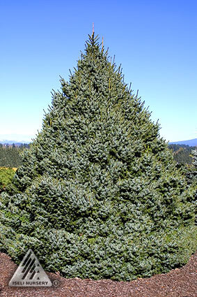 Picea omorika 