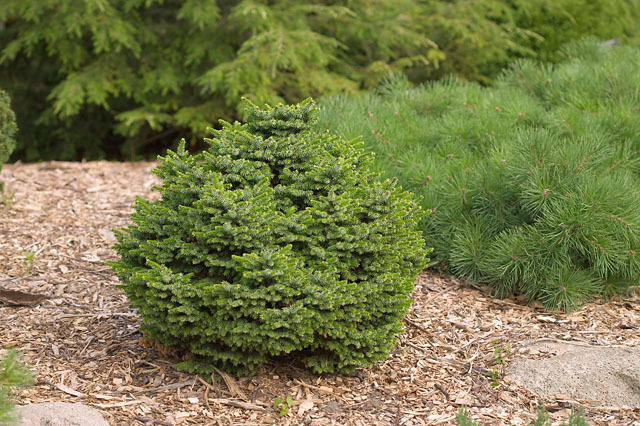 Picea omorika 