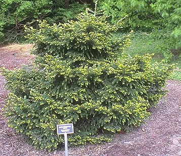 Picea orientalis 