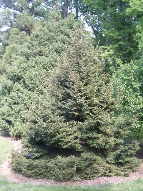 Picea orientalis 