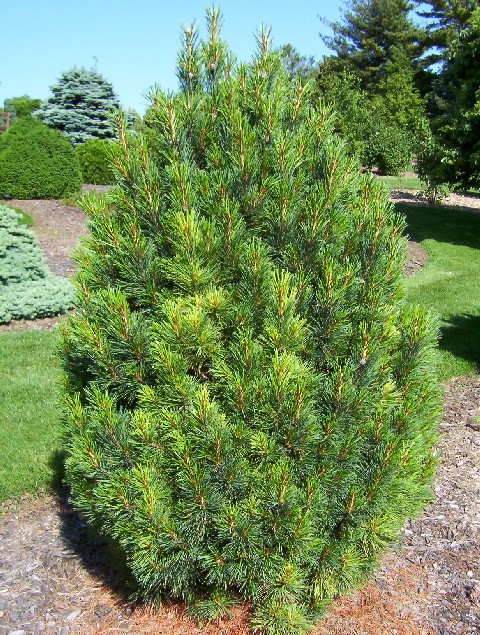 Pinus cembra 