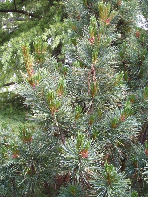 Pinus pumila 
