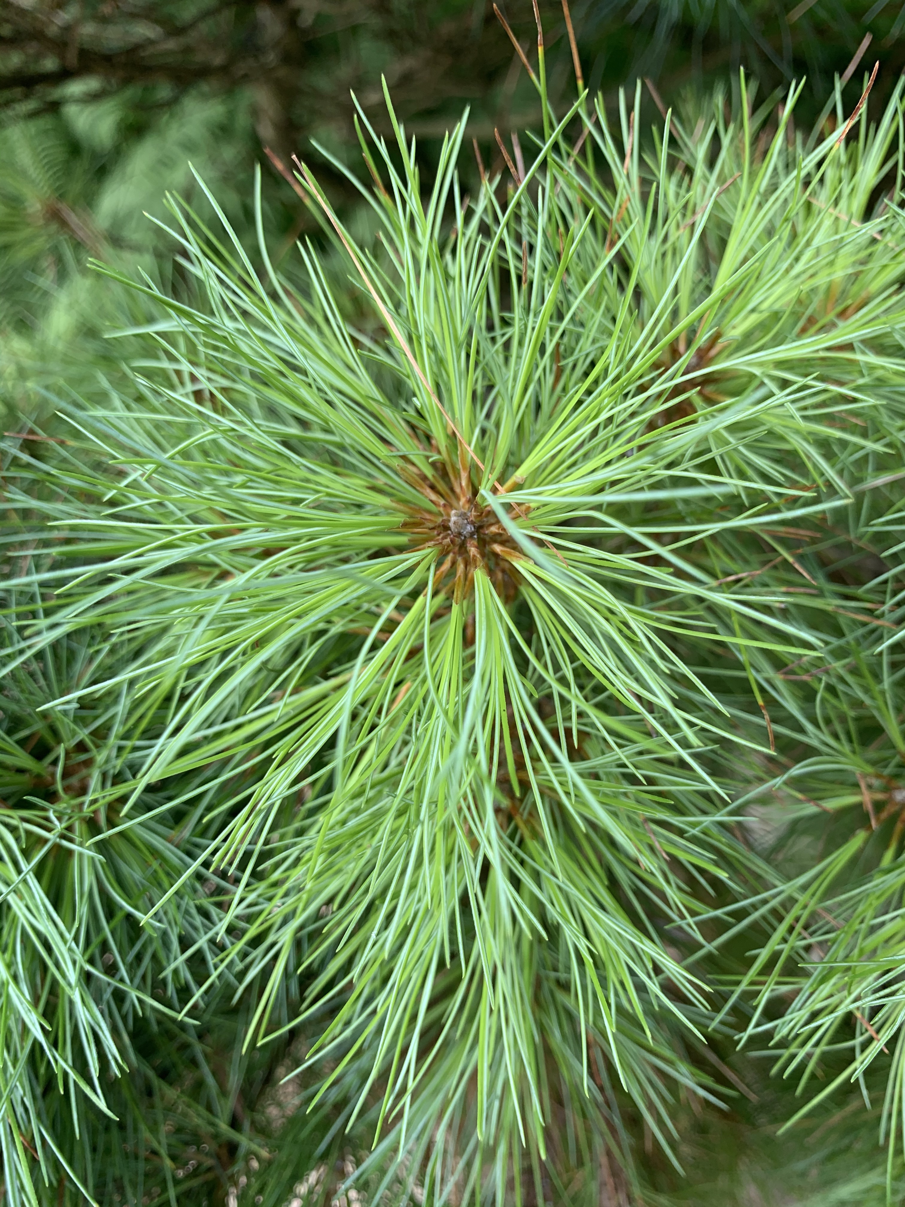 Pinus strobus 
