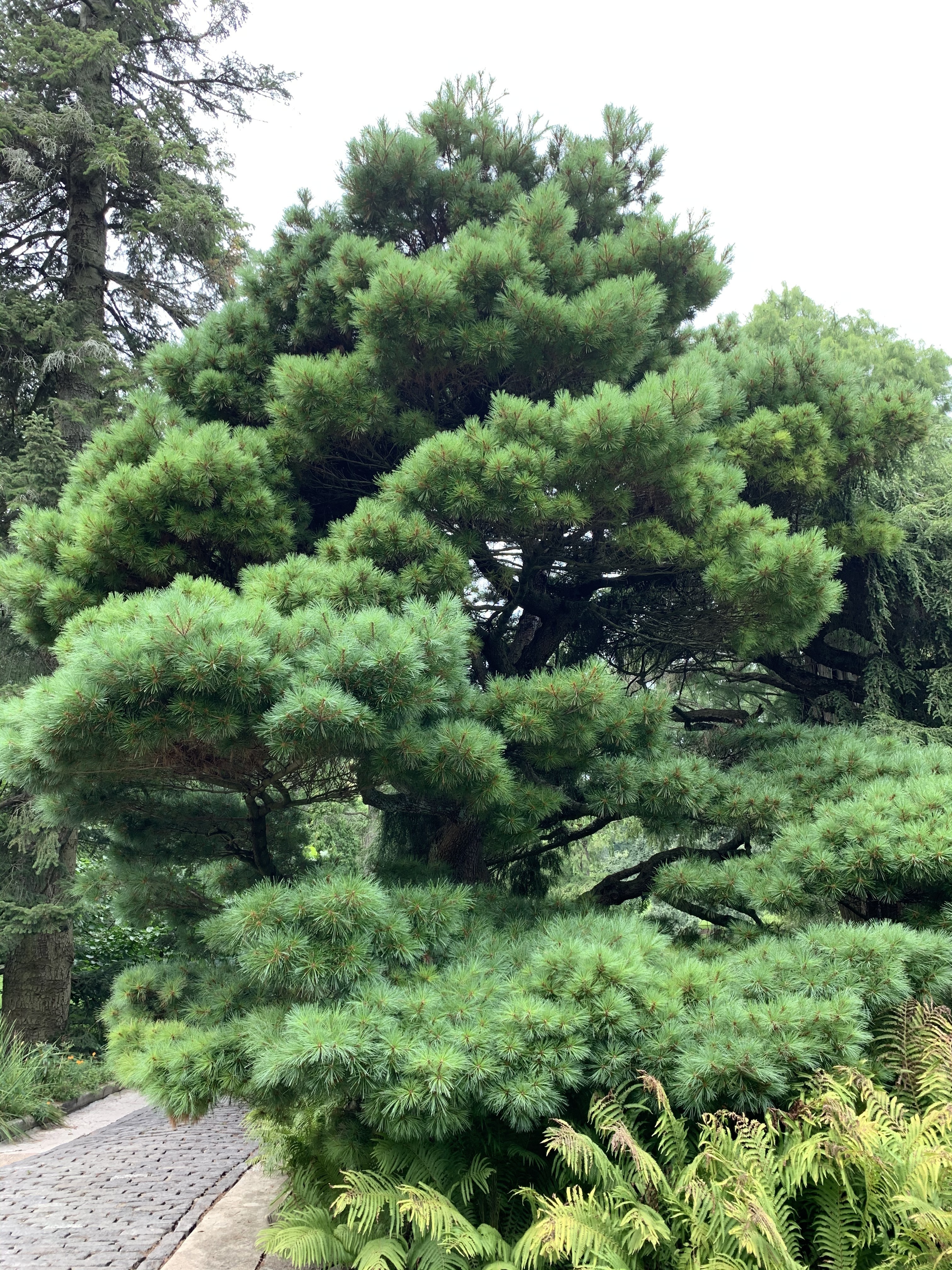 Pinus strobus 
