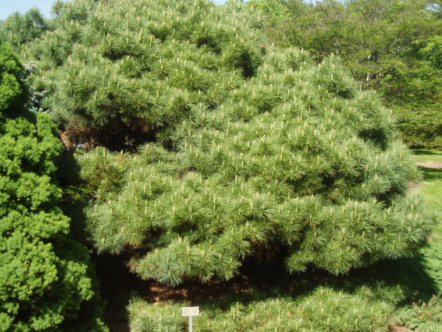 Pinus strobus 