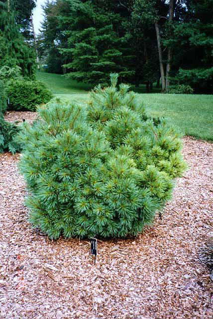 Pinus strobus 