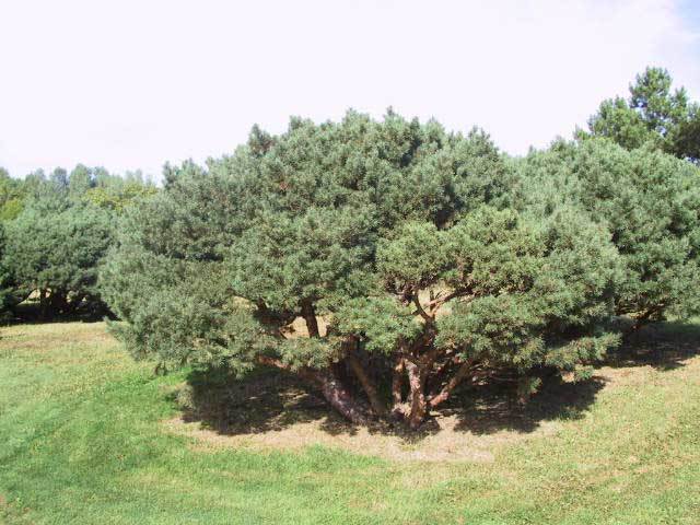 Pinus sylvestris 
