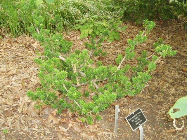 Taxus cuspidata 