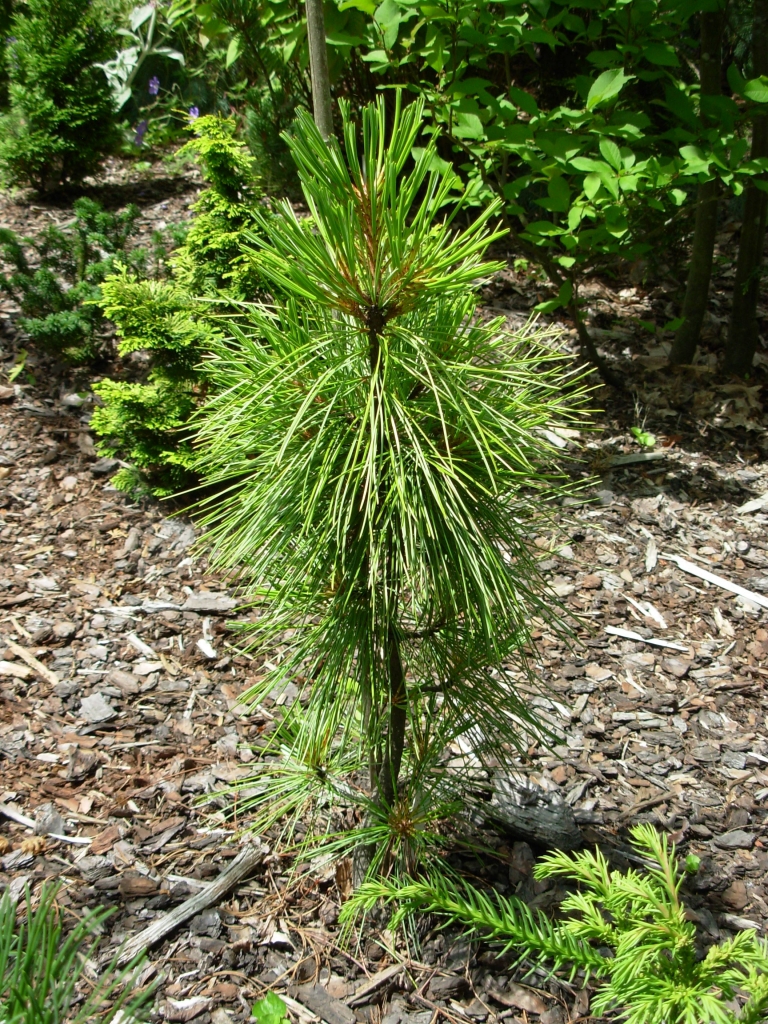 Pinus koraiensis 