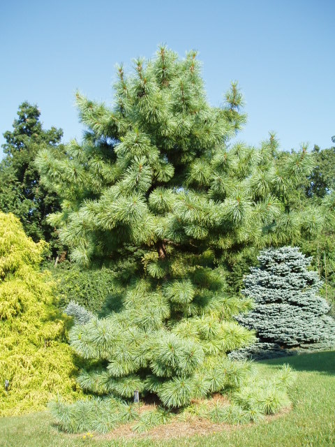 Pinus koraiensis 