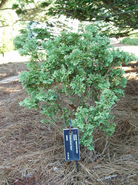 Thuja plicata 