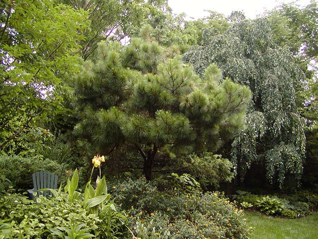 Pinus taeda 
