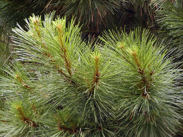 Pinus taeda 