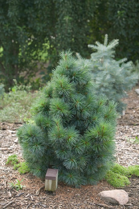 Pinus monticola 