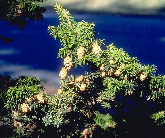 Tsuga canadensis 
