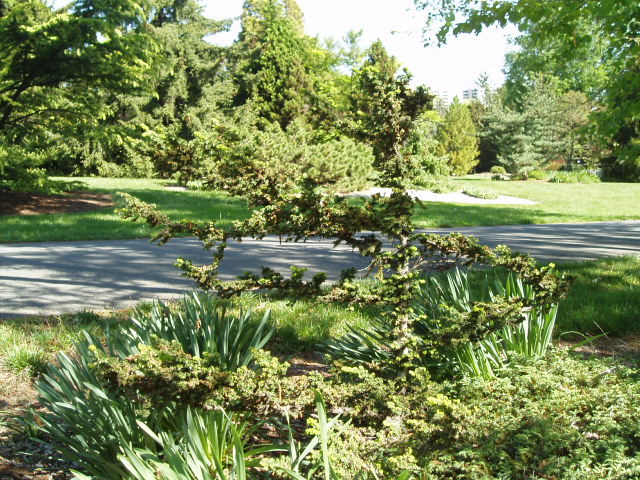 Tsuga canadensis 