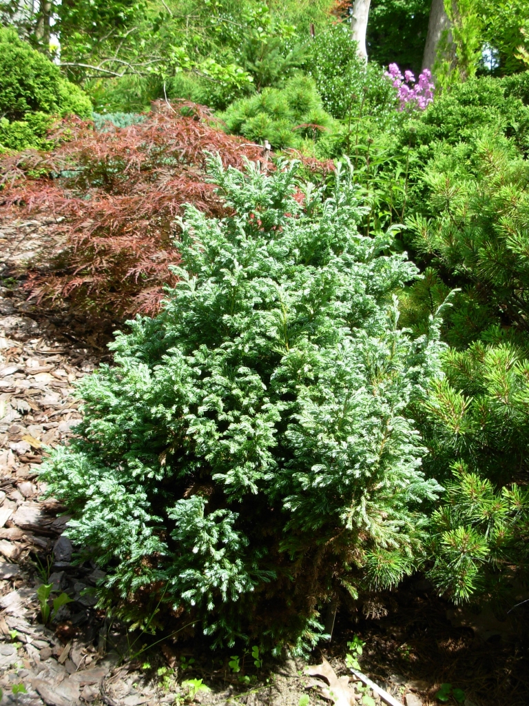 Chamaecyparis pisifera 