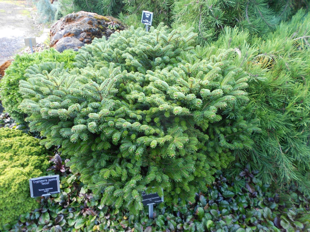 Abies nordmanniana 
