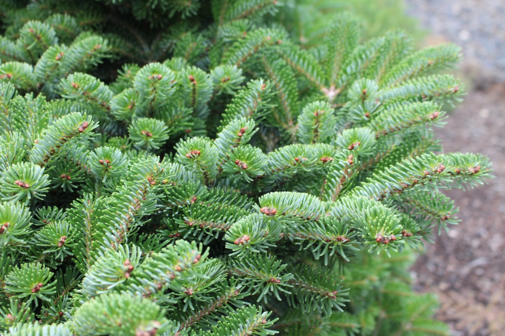 Abies nordmanniana 
