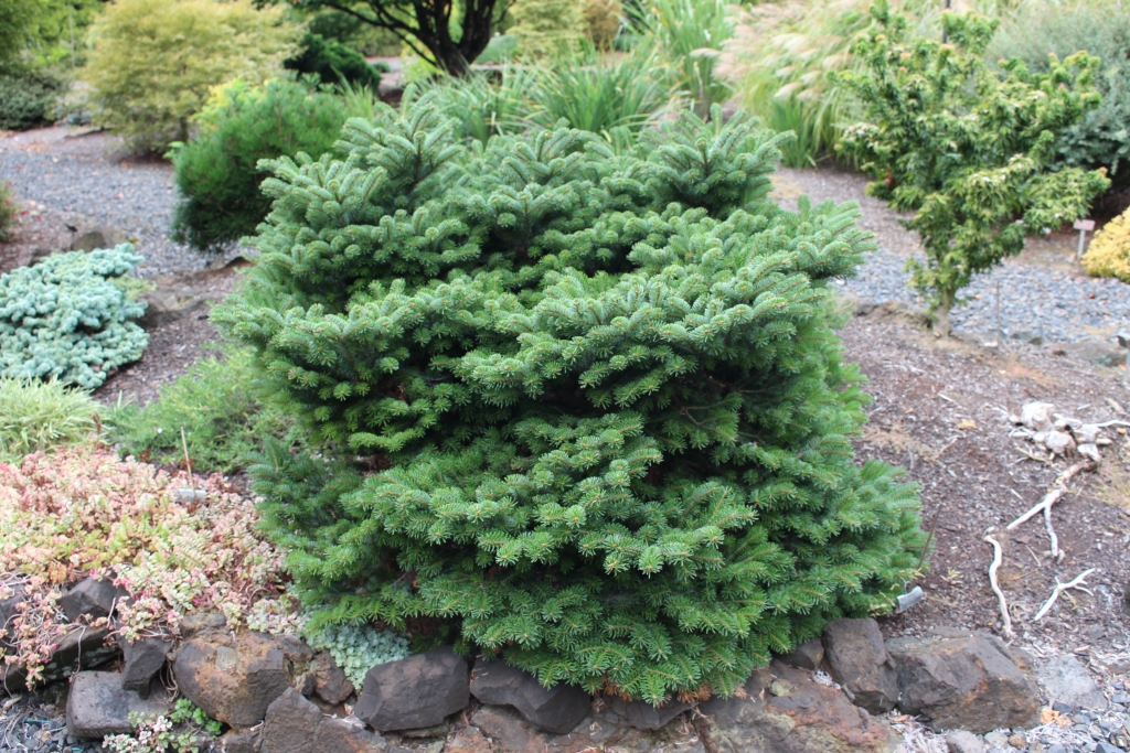 Abies nordmanniana 