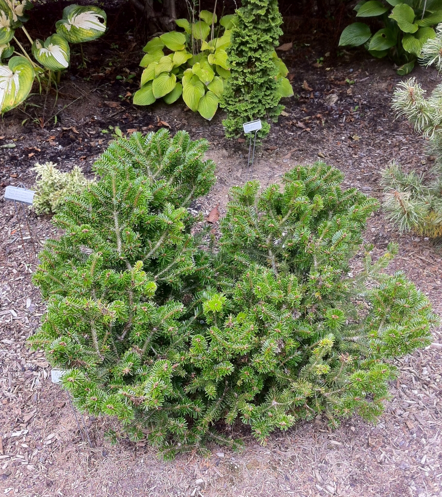 Abies nordmanniana 