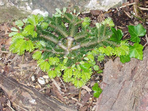 Abies nordmanniana 